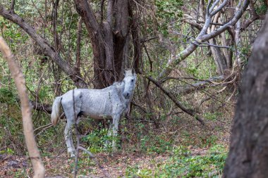Charco Verde Parkı 'nda küf dökmüş at ve Nikaragua' daki Ometepe Adası 'nda Kelebek avizesi. Sahildeki küçük doğa parkında vahşi yaşam ve küçük göl.