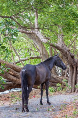 Black emaciated horse in Charco Verde Park and Butterfly avaiary at Ometepe island in Nicaragua. Little nature park at coast with wildlife and small lake. clipart