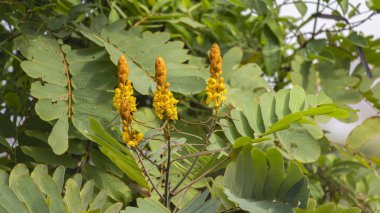 Senna alata flower in Charco Verde Park and Butterfly avaiary at Ometepe island in Nicaragua. Important medicinal tree, ornamental flowering plant clipart