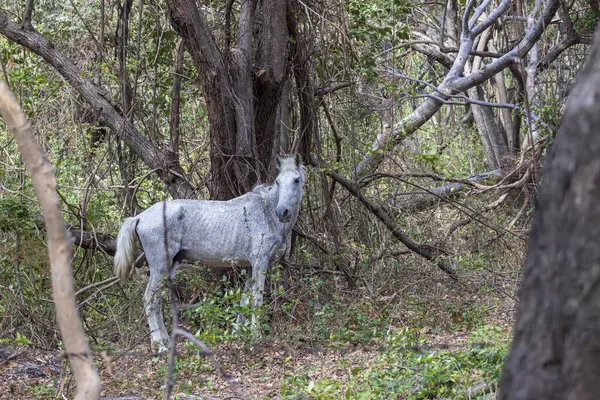 Stock image Emaciated mold horse in Charco Verde Park and Butterfly avaiary at Ometepe island in Nicaragua. Little nature park at coast with wildlife and small lake.