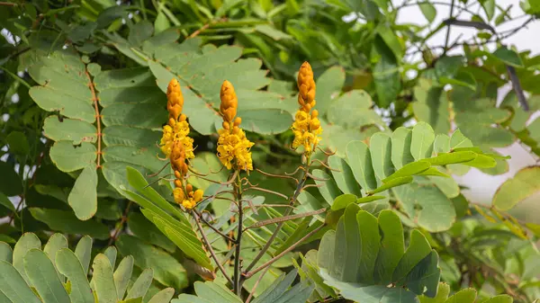 stock image Senna alata flower in Charco Verde Park and Butterfly avaiary at Ometepe island in Nicaragua. Important medicinal tree, ornamental flowering plant