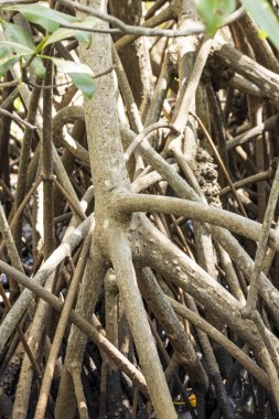 Nikaragua 'daki Juan Venado adasındaki mangrov orman havuçları.