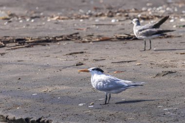Royal Tern Thalasseus maximus Las Penitas sahilinde Juan Venado adasının girişinde Orta Amerika 'da doğa rezervi