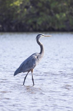 Juan Venado Adası 'ndaki mangrov ormanındaki Amerikan beyaz aynaklı Eudocimus albusu Nikaragua Orta Amerika' daki doğa rezervi.