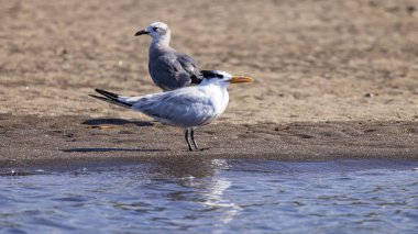 Royal Tern Thalasseus maximus Las Penitas sahilinde Juan Venado adasının girişinde Orta Amerika 'da doğa rezervi
