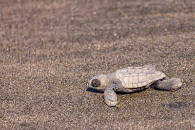 Yeni doğan bebek şahin gagalı deniz kaplumbağası Eretmochelys imbricata 'nın, Nikaragua Orta Amerika' daki Juan Venado adası doğa koruma alanındaki kaplumbağa barınağından çıkarılışı.