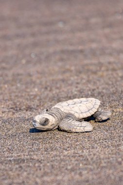 Yeni doğan bebek şahin gagalı deniz kaplumbağası Eretmochelys imbricata 'nın, Nikaragua Orta Amerika' daki Juan Venado adası doğa koruma alanındaki kaplumbağa barınağından çıkarılışı.