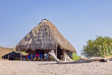 Hawksbill deniz kaplumbağası Eretmochelys iç bricata merkez kabin Juan Venado ada doğa rezervi Nikaragua Orta Amerika