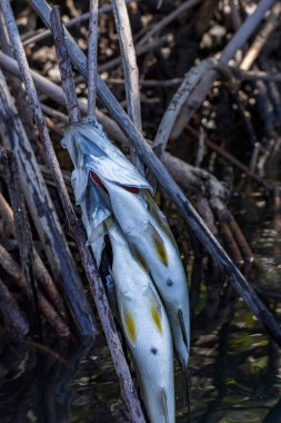 Balıkçılar Mangrove 'dan Juan Venado adasında bir dala saplanmış halde yakaladılar. Orta Amerika' daki Nikaragua 'da doğa koruma alanı.