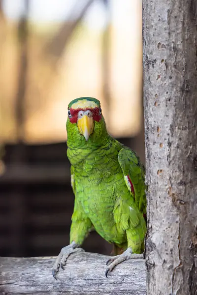 stock image White-fronted amazon Amazona albifrons parrot in Las Penitas entrance to Juan Venado island nature reserve in Nicaragua Central America