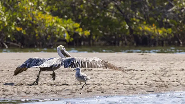 stock image Brown pelican Pelecanus occidentalis starting his flght at beach in Las Penitas entrance to Juan Venado island nature reserve in Nicaragua Central America