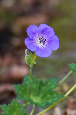 Geranium Rozanne ya da Cranesbill sardunyasına yakın çekim