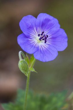 Closeup of Geranium Rozanne or Cranesbill geranium clipart