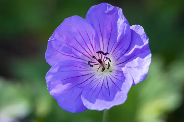 stock image Closeup of Geranium Rozanne or Cranesbill geranium