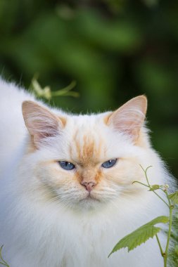 Krem rengi Ragdoll kedisinin dikey portresi tipik mavi gözlü.