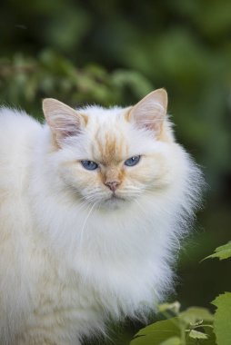 Krem rengi Ragdoll kedisinin dikey portresi tipik mavi gözlü.