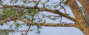 Great Kiskadee Pitangus sulphuratus insectivorous tropical bird in Costa Rica clipart