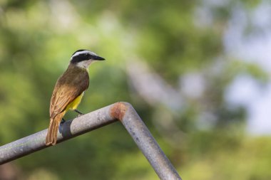 Tennessee Warbler kuşu Monteverde bulut ormanlarında yaygın bir kuş, Kosta Rika, Monteverde 'de.