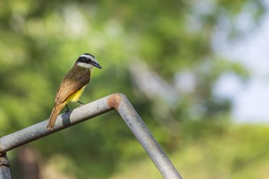 Tennessee Warbler kuşu Monteverde bulut ormanlarında yaygın bir kuş, Kosta Rika, Monteverde 'de.