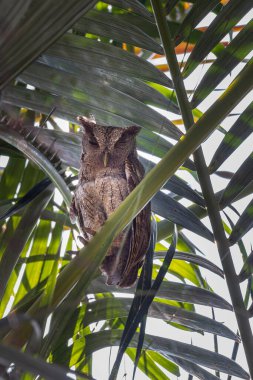 Kosta Rika 'da Pasifik baykuşu Megasops işbirliği yapıyor