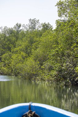 Juan Venado adasındaki tekneden güzel mangrov manzarası Nikaragua 'daki doğa rezervi