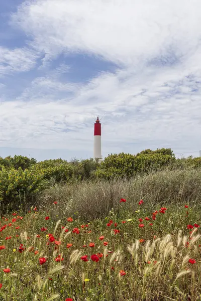 Fransa 'nın Alpes-Cote dAzur bölgesindeki Martigues' de Phare de Cap Couronne 'da kır çiçekleri ve deniz feneri kaptanı tacıyla manzara