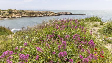 Fransa 'nın Alpes-Cote dAzur bölgesindeki Martigues' de Phare de Cap Couronne 'da çiçek açan kır manzarası