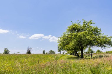 Fransa 'nın Grand Est bölgesinde, renkli çiçekler ve elma ağaçlarıyla dolu doğal bitki tarlaları bulunan Nothe Vosges parkının manzarası