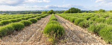 Fransa 'da çiçek açmayan lavanta tarlalarıyla panoramik manzara