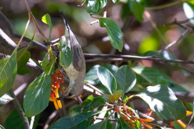 Dişi Değişken güneş kuşu aynı zamanda Sarı Göbekli Güneş Kuşu (Cinnyris venustus) olarak da bilinir. Doğu Afrika 'da Tanzanya' da, Arusha 'nın bahçesindeki ateş çalılarında nektar arar.