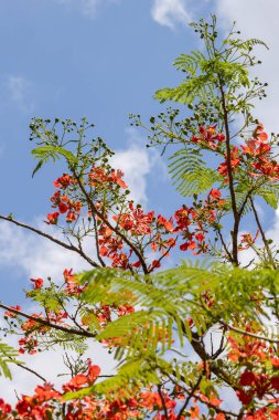 Alev ağacı, tavus kuşu çiçeği, kraliyet puantiyesi, göz alıcı ağaç, anka kuşu çiçeği ve Doğu Afrika 'nın Arusha kentindeki ormanın alevi.