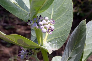 Kalotropis procera (Apocynaceae), Sodom bitkisi ve Sodom elması olarak da bilinir. Yeşil meyveler sabuna dayanıklı, zehirli süt özlü lateks benzeri madde içerir..