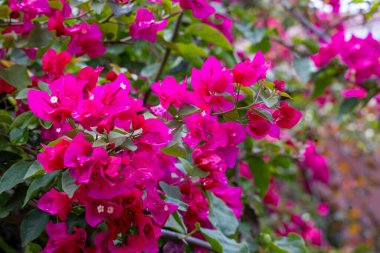 Pembe Bougainvillea çiçekleri arkaplan olarak kullanılabilir