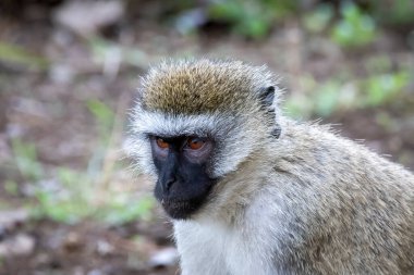 Tanzanya, Doğu Afrika 'da bir Vervet maymunu portresi (Chlorocebus pygerythrus)