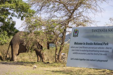 Arusha, Tanzanya - 17 Kasım 2024: Fil heykeli ve büyük bilgi ziyaretçileri Doğu Afrika 'daki Arusha Ulusal Parkı' nın girişinde turistleri karşılamak için imza attılar