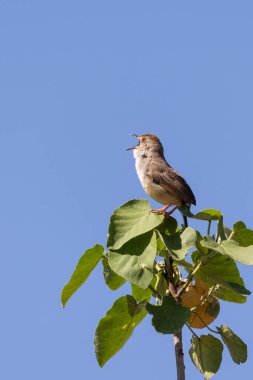 Küçük kahverengi ötücü kuş, Tanzanya 'daki Arusha Ulusal Parkı' ndaki safari sırasında ağaçların tepesine tünedi.