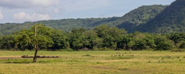 Arka planda dağlar olan bir bufalo grubu. Arusha Ulusal Parkı, Tanzanya Doğu Afrika