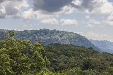Tanzanya 'daki Arusha Milli Parkı' nın orman manzarası Doğu Afrika
