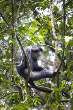 Tanzanya 'daki Arusha Milli Parkı' nda Safari sırasında ağaçta bulunan manyara ya da mavi maymun.