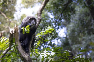 Tanzanya 'daki Arusha Milli Parkı' nda Safari sırasında ağaçta bulunan manyara ya da mavi maymun.