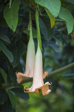Borrachero Ağaç Meleği trompet çiçeği ekolodge Arusha Ulusal Parkı 'nda çiçek açıyor Doğu Afrika' da