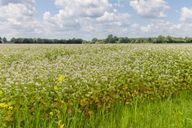 Hollanda kırsalında tomurcuklanan karabuğday tarlası