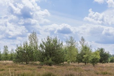 Hollanda 'nın Drenthe bölgesindeki fundalık tarlasında taze, genç ağaç çeşitliliği.
