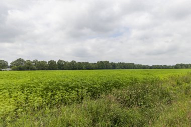 Hollanda Drenthe 'de tekstil kumaşlarında kullanılan yasal kenevirle kaplı tarım arazisi.