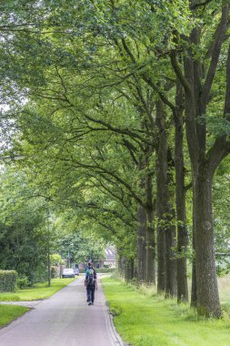 Hollanda, Drenthe 'de meşe ağaçlarıyla bir patika boyunca yürüyen yürüyüşçü çift.