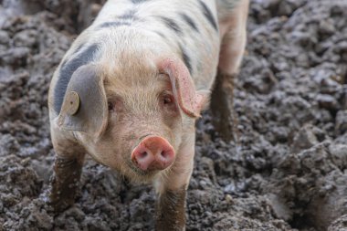 Bebek Benekli Bentheimer domuzu çamurda eğleniyor.