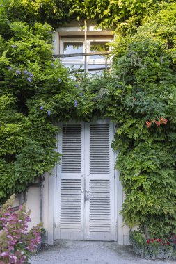 Avusturya 'nın eski Salzburg kasabasındaki Wisteria ve Campsis dağcılık bitkileriyle kaplı antik bir bina.