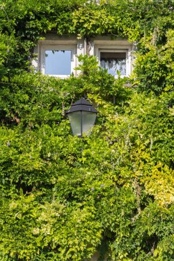 Avusturya 'nın eski Salzburg kasabasındaki Wisteria ve Campsis dağcılık bitkileriyle kaplı antik bir bina.