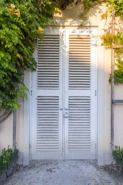 Avusturya 'nın eski Salzburg kasabasındaki Wisteria ve Campsis dağcılık bitkileriyle kaplı antik bir bina.