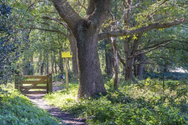 Mantinge, Hollanda - 5 Ekim 2024: Netehrlands 'taki Drenthe ilinin Mantinge kenti yakınlarındaki giriş kapısı ormanı ve Heathland Mantingerveld